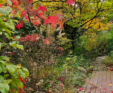 Die Herbstfärbung zeigt sich schon so früh diese Jahr