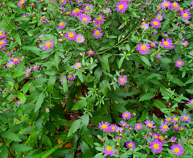 Momentan meine Lieblingsaster, Wildaster Sorte Ezo Murasaki