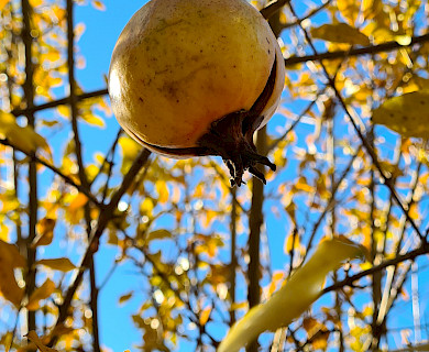 Granatapfel reifen in Südtirol
