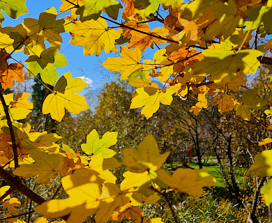 So ein schönes Gelb , Acer campestre